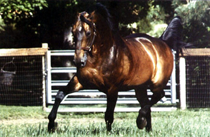 Galoubet A