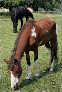 Cheyenne