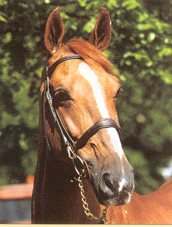 Baloubet Du Rouet