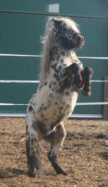 Apache